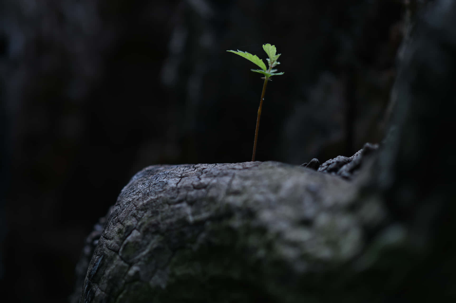 Vital Green Leaf Sprouting Wallpaper