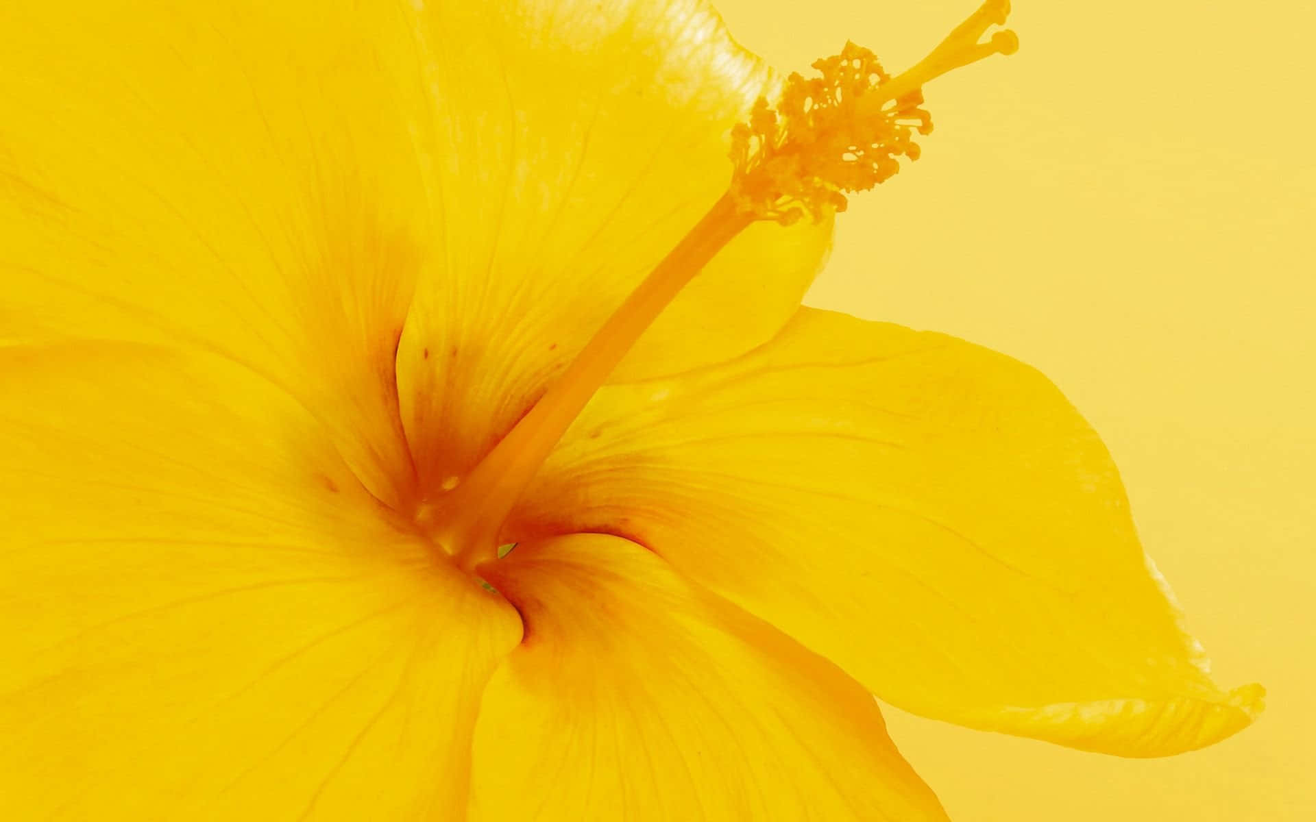 A Vibrant Yellow Flower In Full Bloom Wallpaper