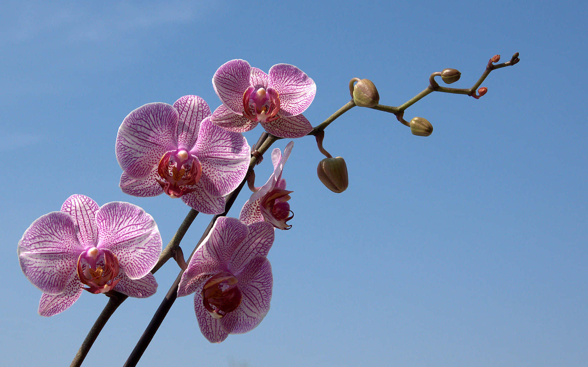 Vivacifiori Di Orchidea In Piena Fioritura