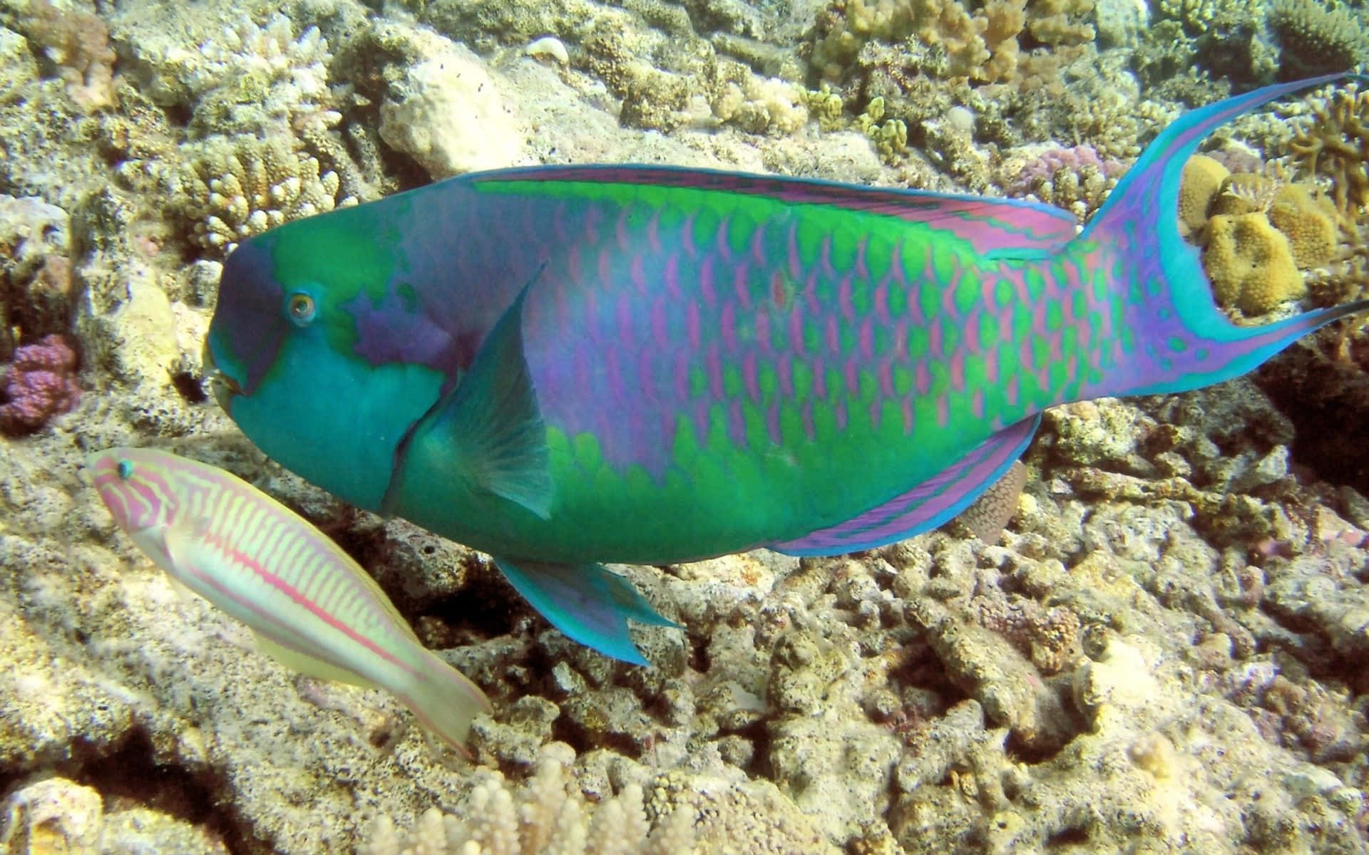 Vivid Parrotfish Swimming In Calm Waters Wallpaper