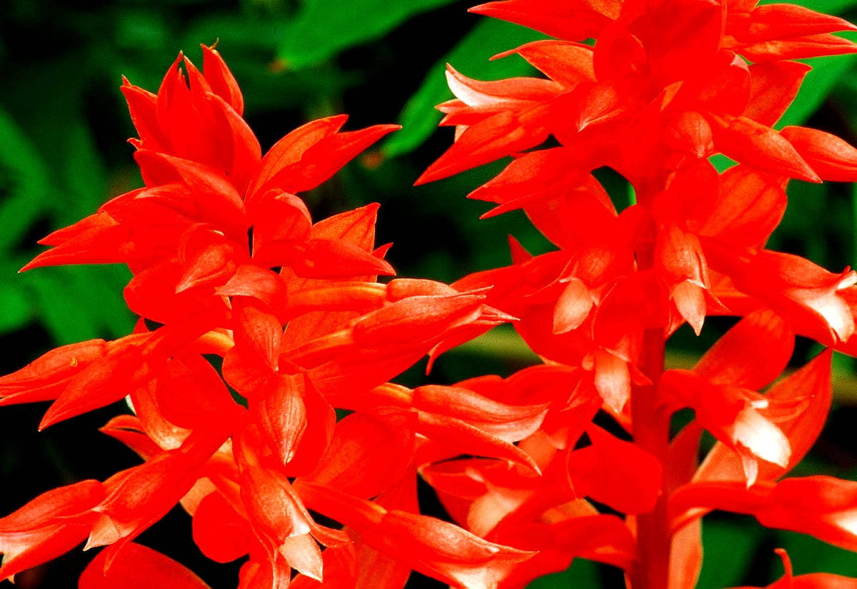 Levende Røde Gladiolus Blomster Wallpaper