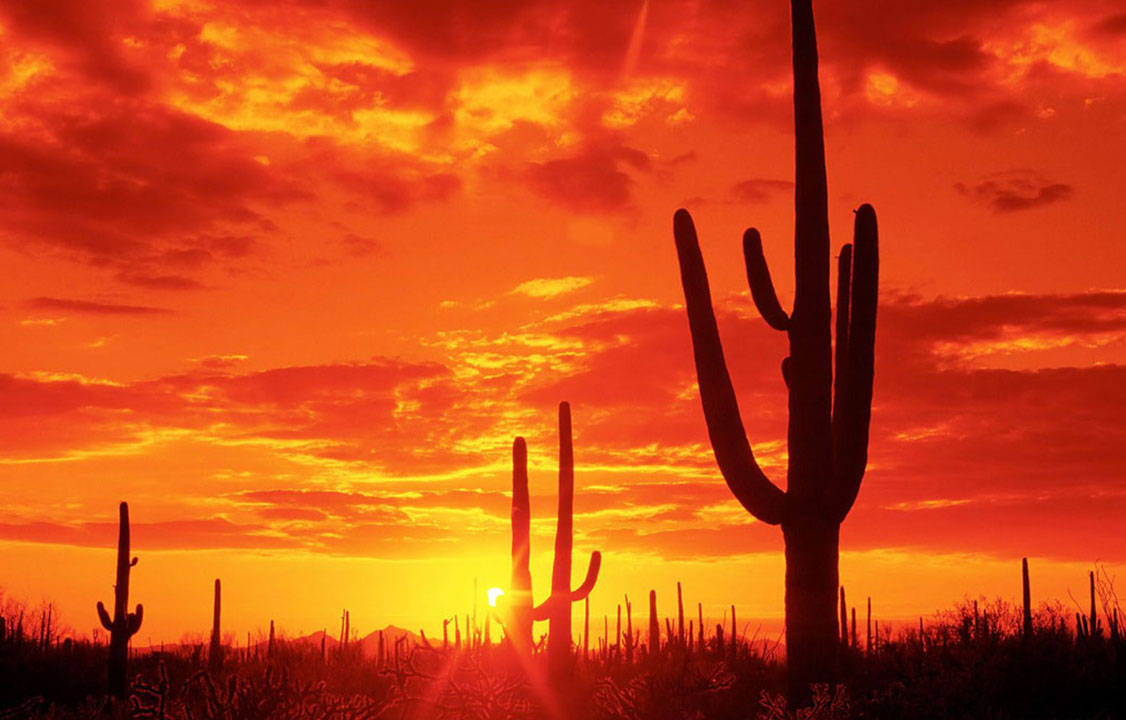 Vivid Tucson Desert Sunset Wallpaper