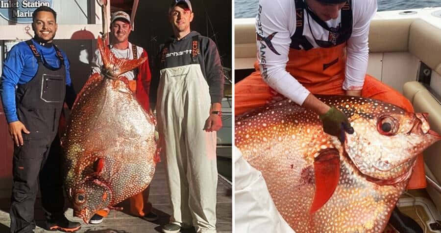 Levendig Gekleurde Opah Vis In De Diepe Blauwe Zee Achtergrond