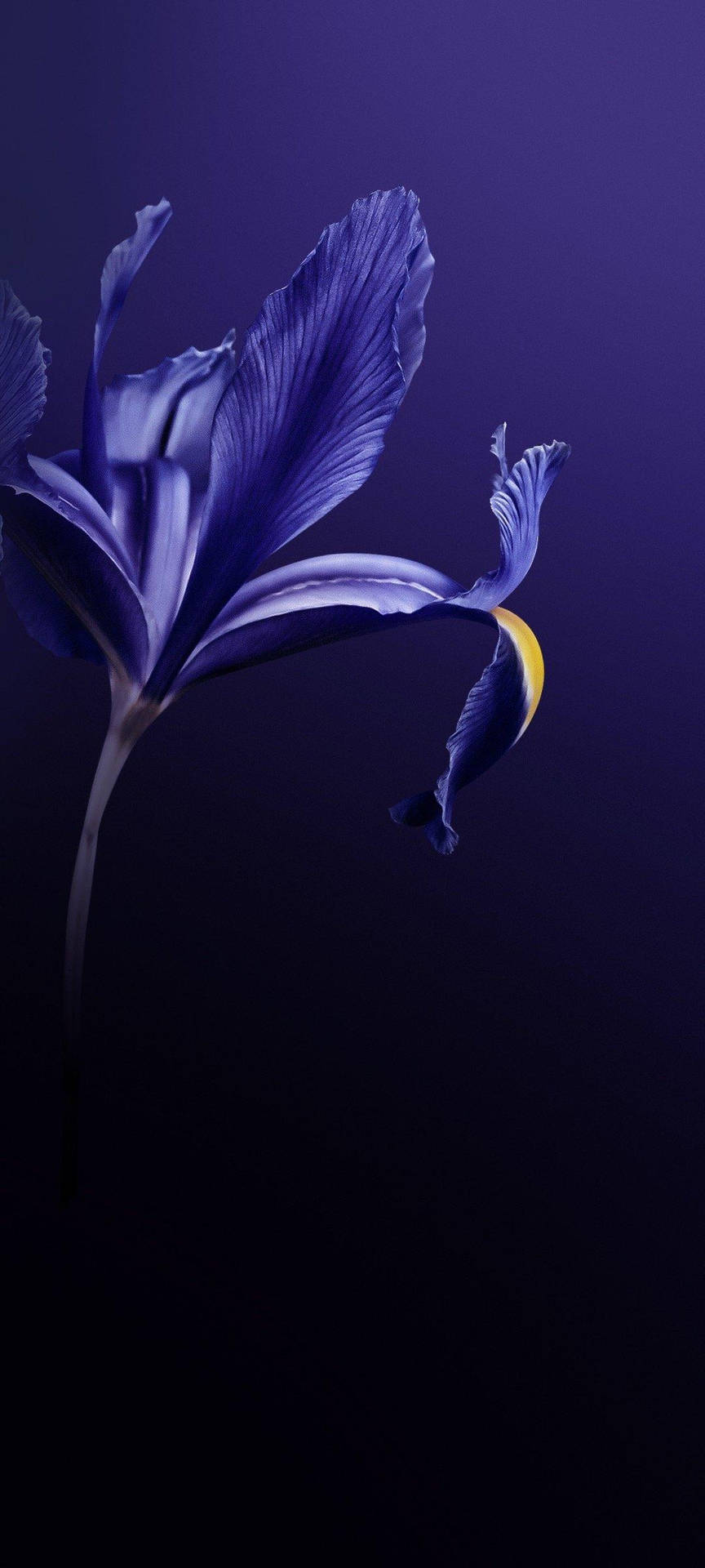 Vivov20 Flor Púrpura. Fondo de pantalla
