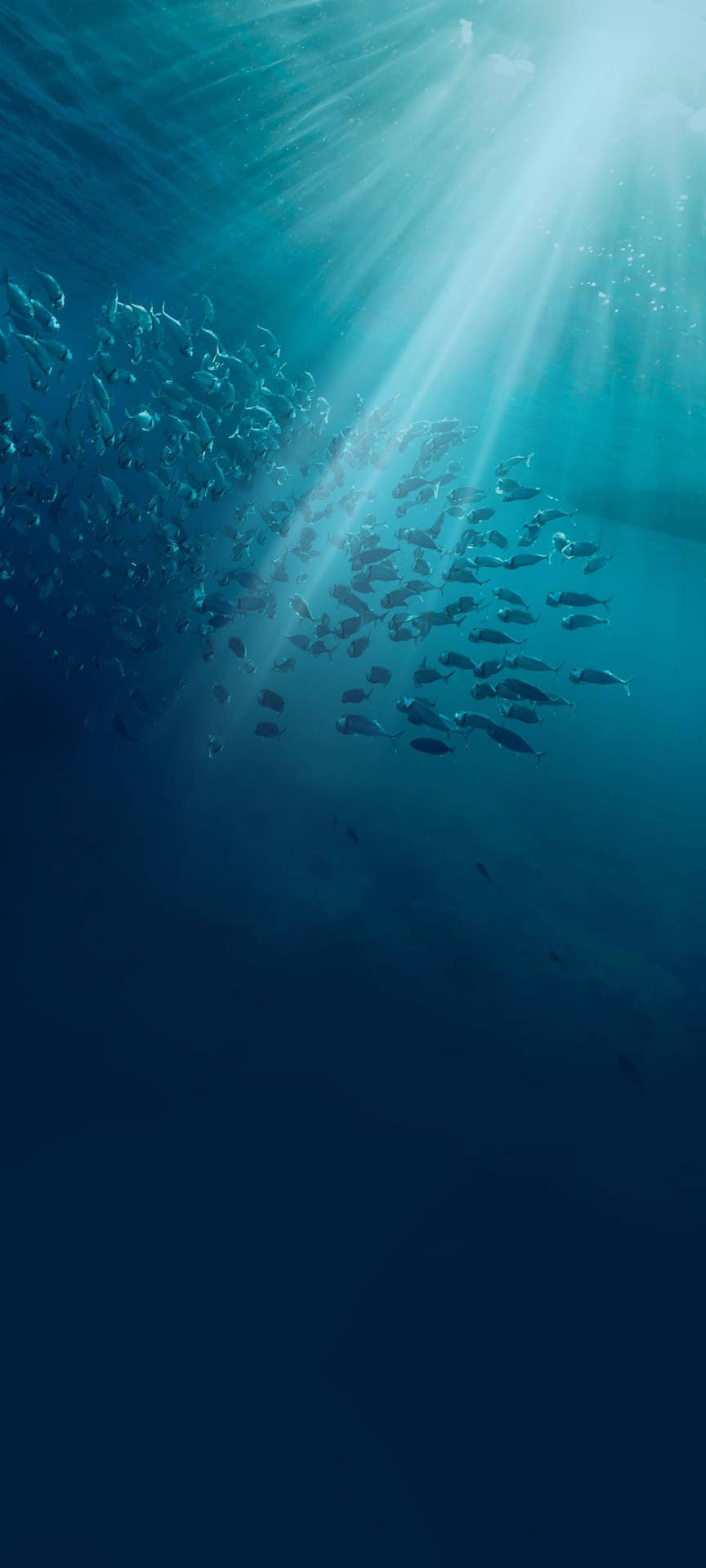 Vivo V20 Undersea Fish Wallpaper