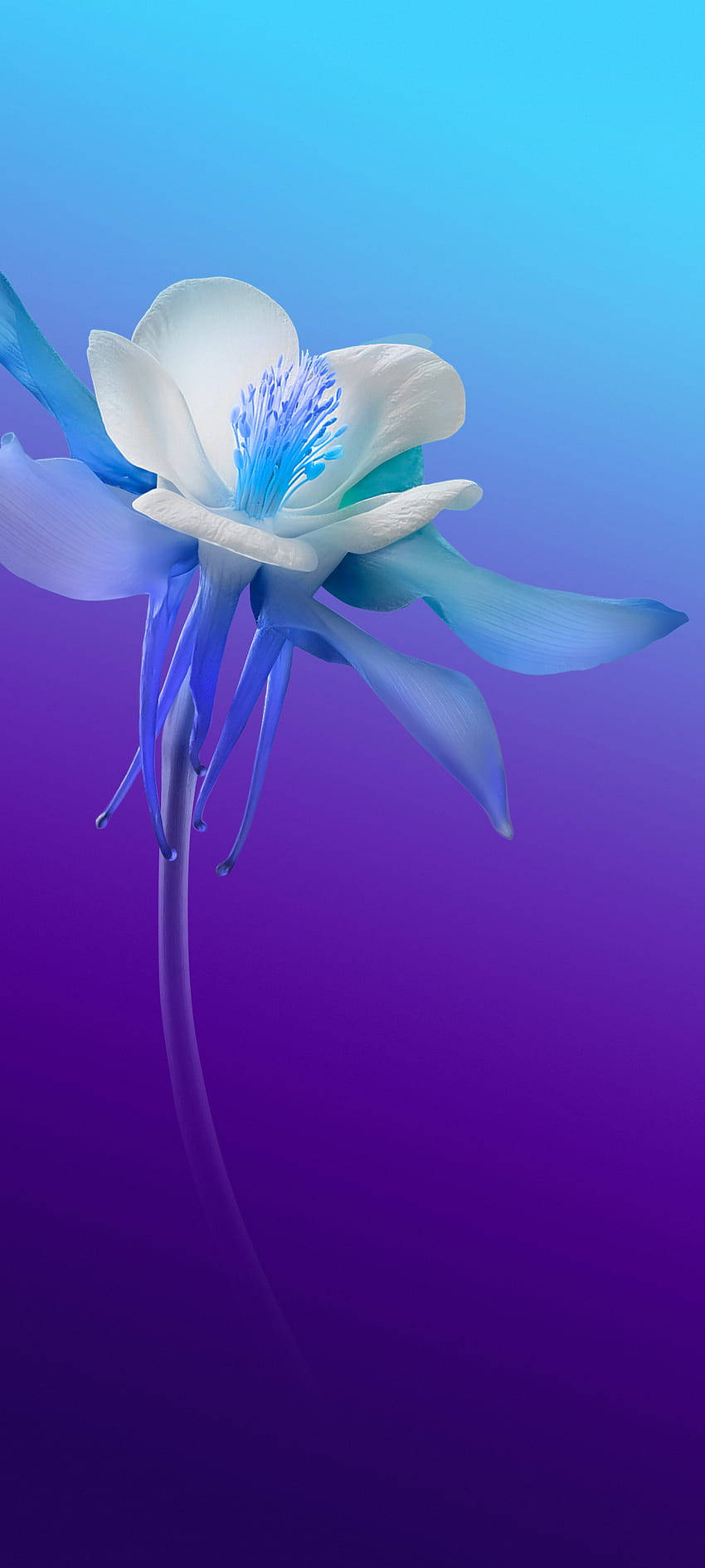 Vivo V20 White And Blue Flower Wallpaper