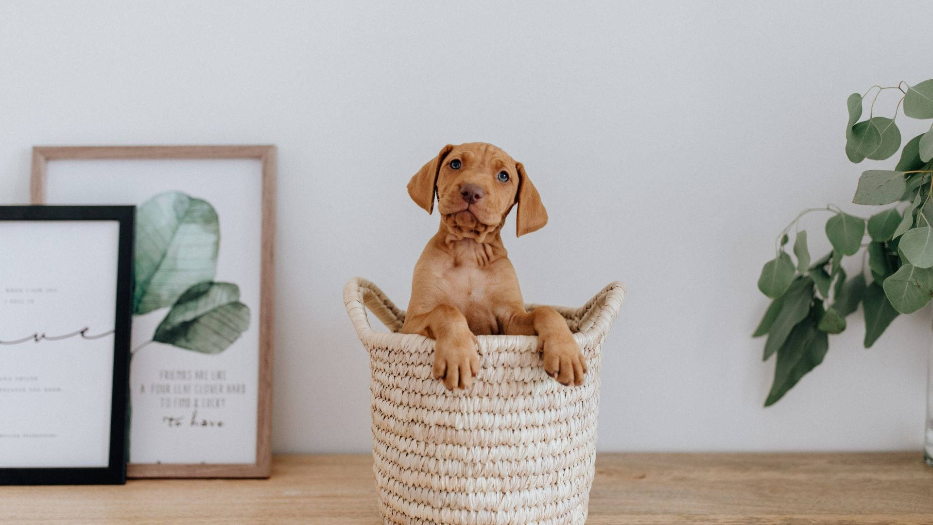 Vizsla Baby Dog Inside A Basket Background