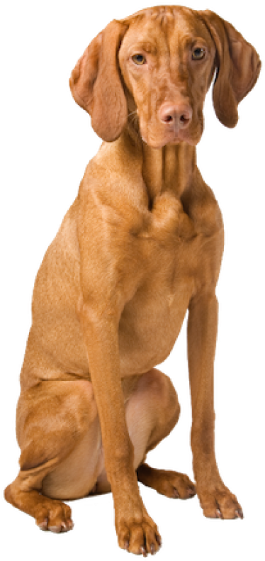 Vizsla Dog Sitting Pose PNG