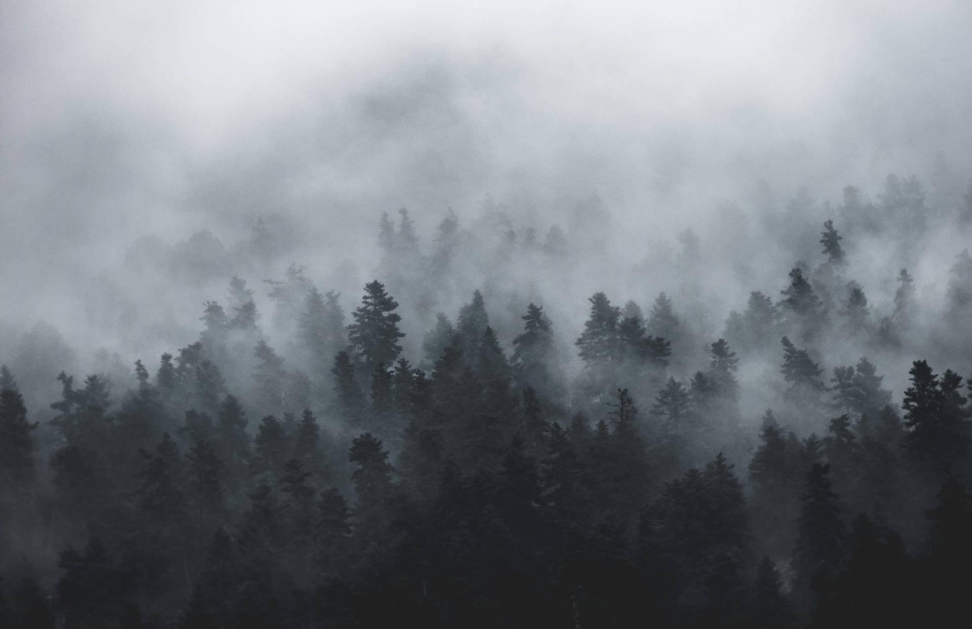 Volatile Foggy Forest Aerial View Wallpaper