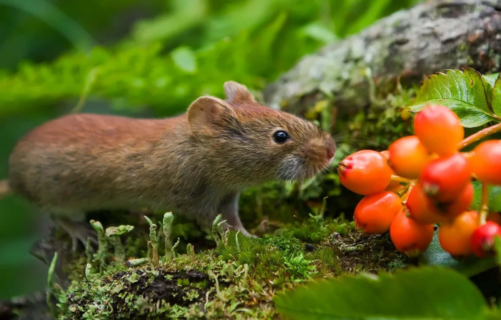 Vole Among Berries Wallpaper