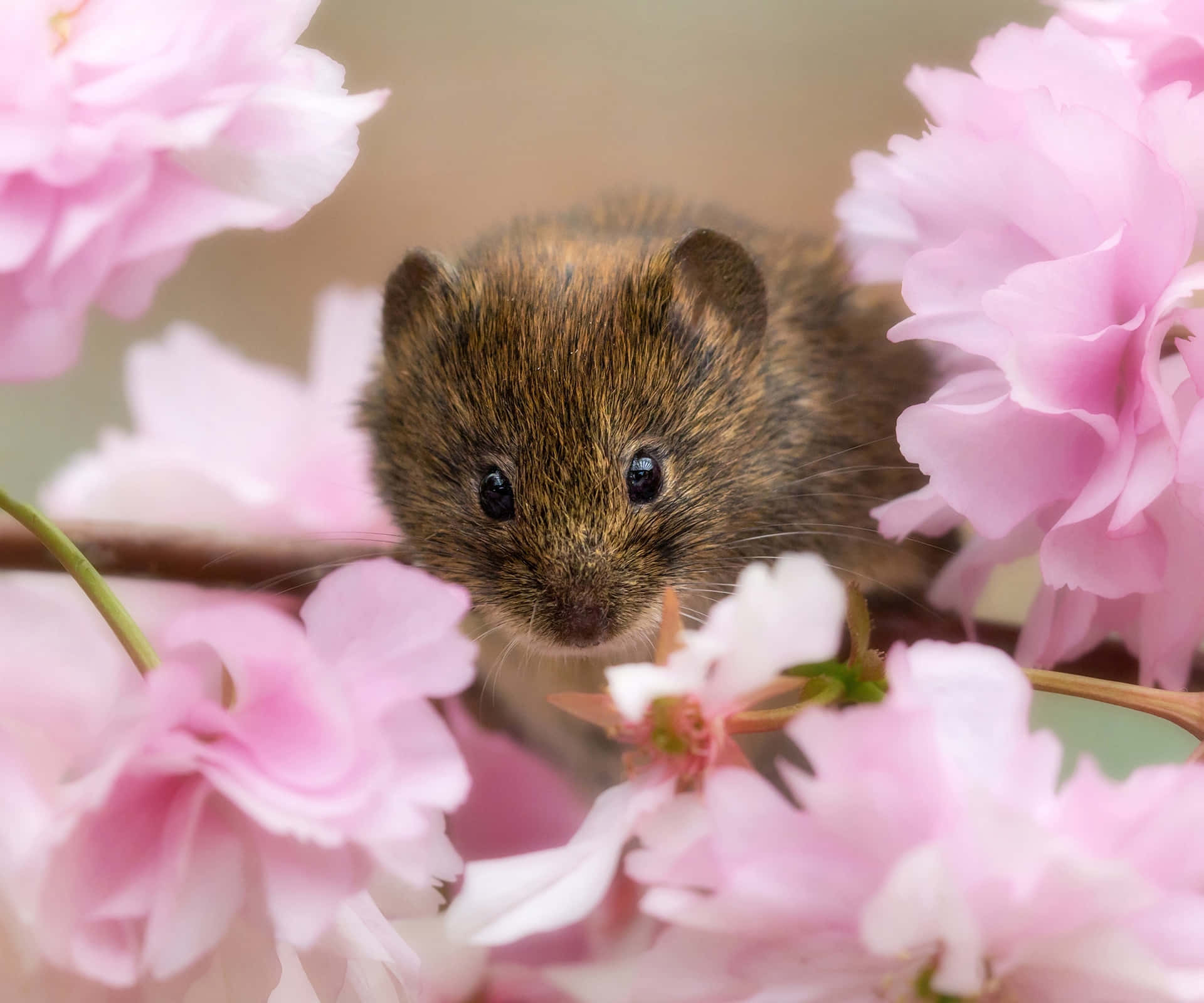 Vole Among Pink Blossoms Wallpaper
