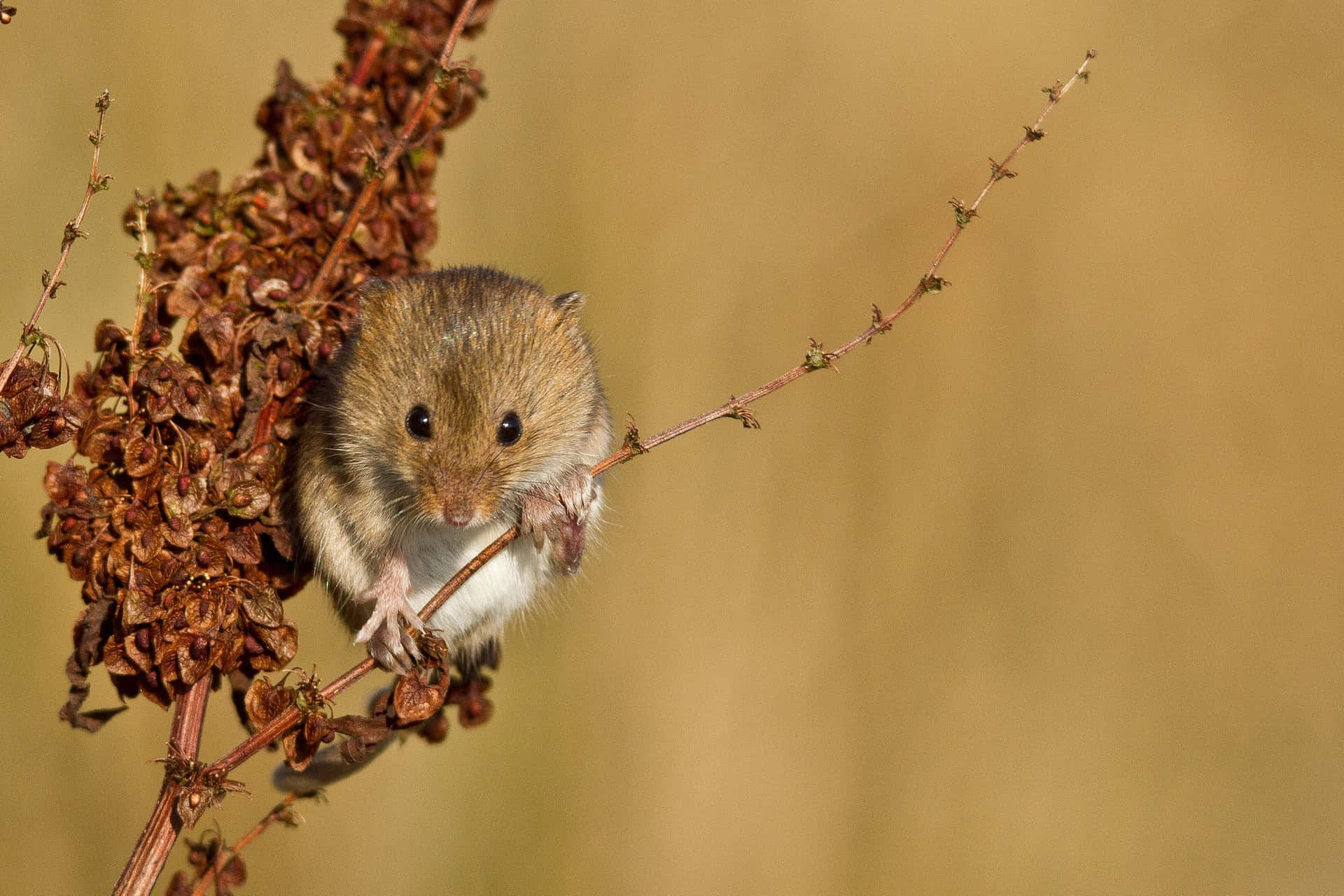 Vole Clinging To Plant Stalk Wallpaper