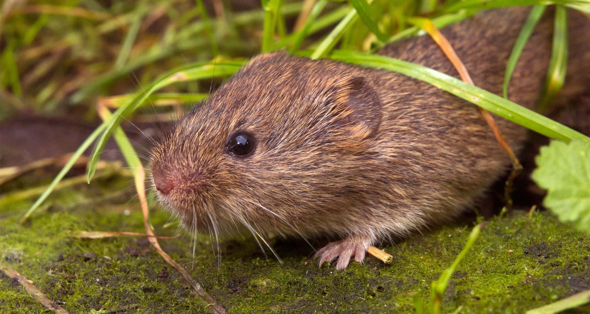 Woelmuis In Natuurlijke Habitat.jpg Achtergrond