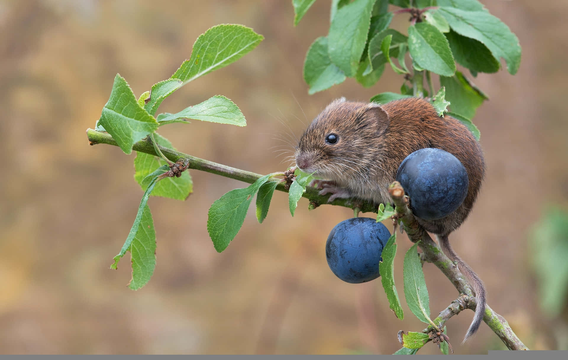 Vole Op Tak Met Blauwe Bessen Achtergrond