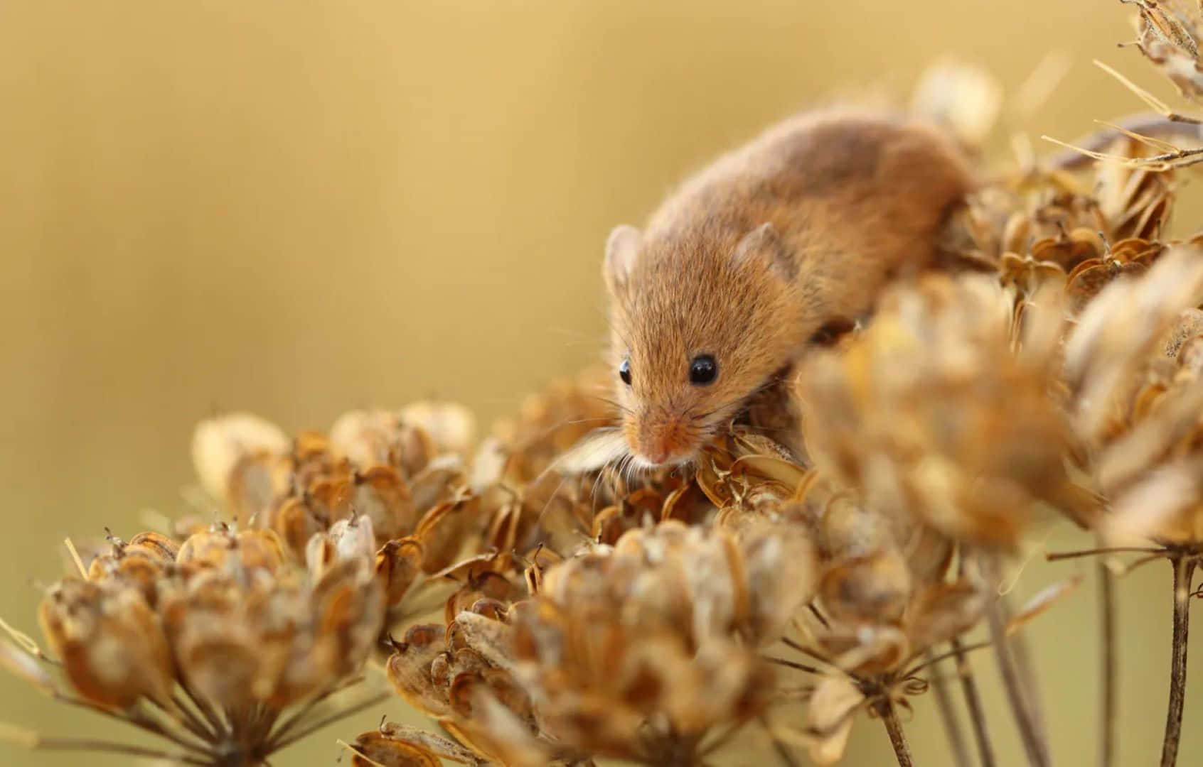 Woelmuis Op Gedroogde Bloemen Achtergrond