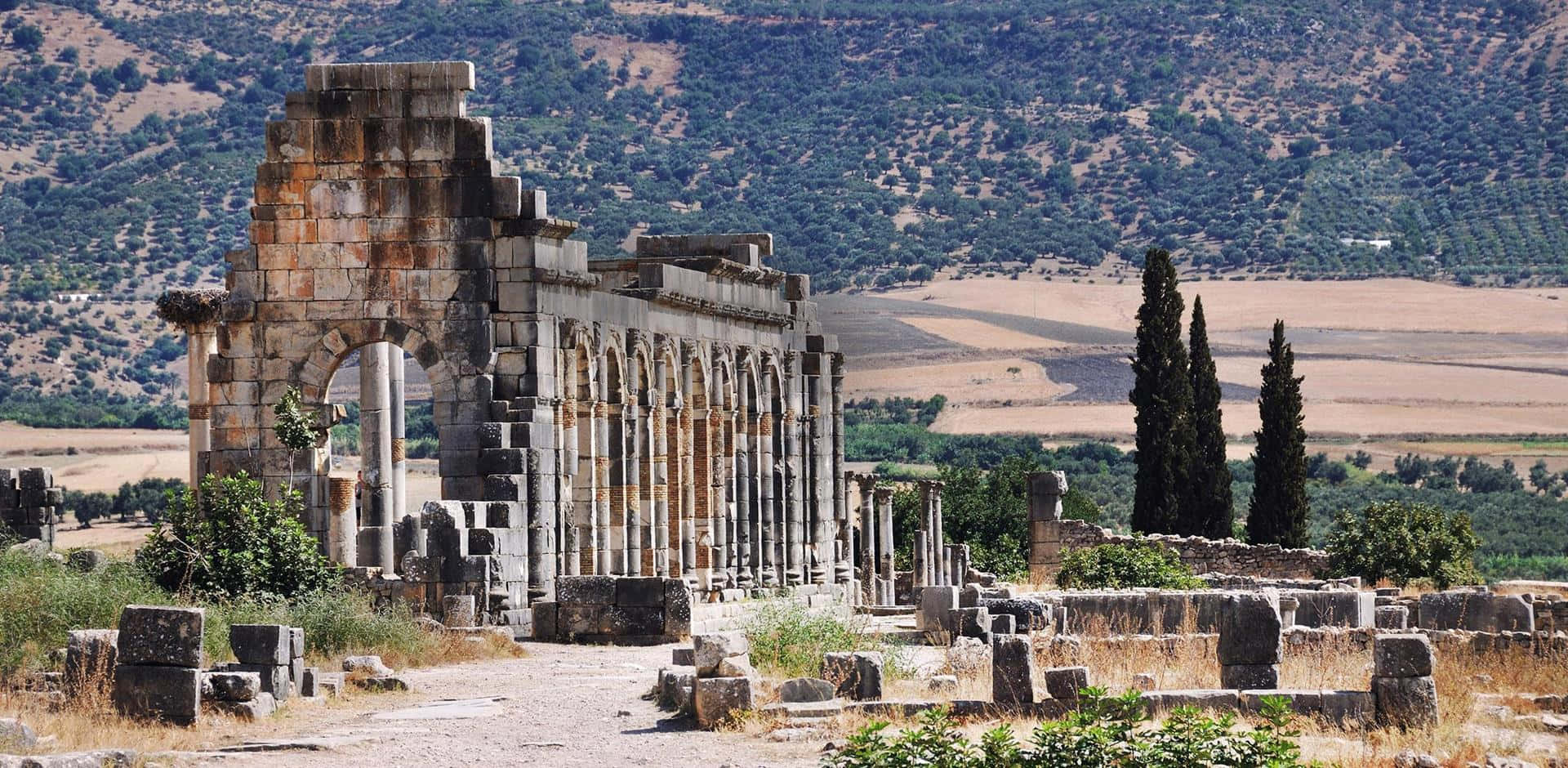 Volubilis Trees And Scenery Wallpaper