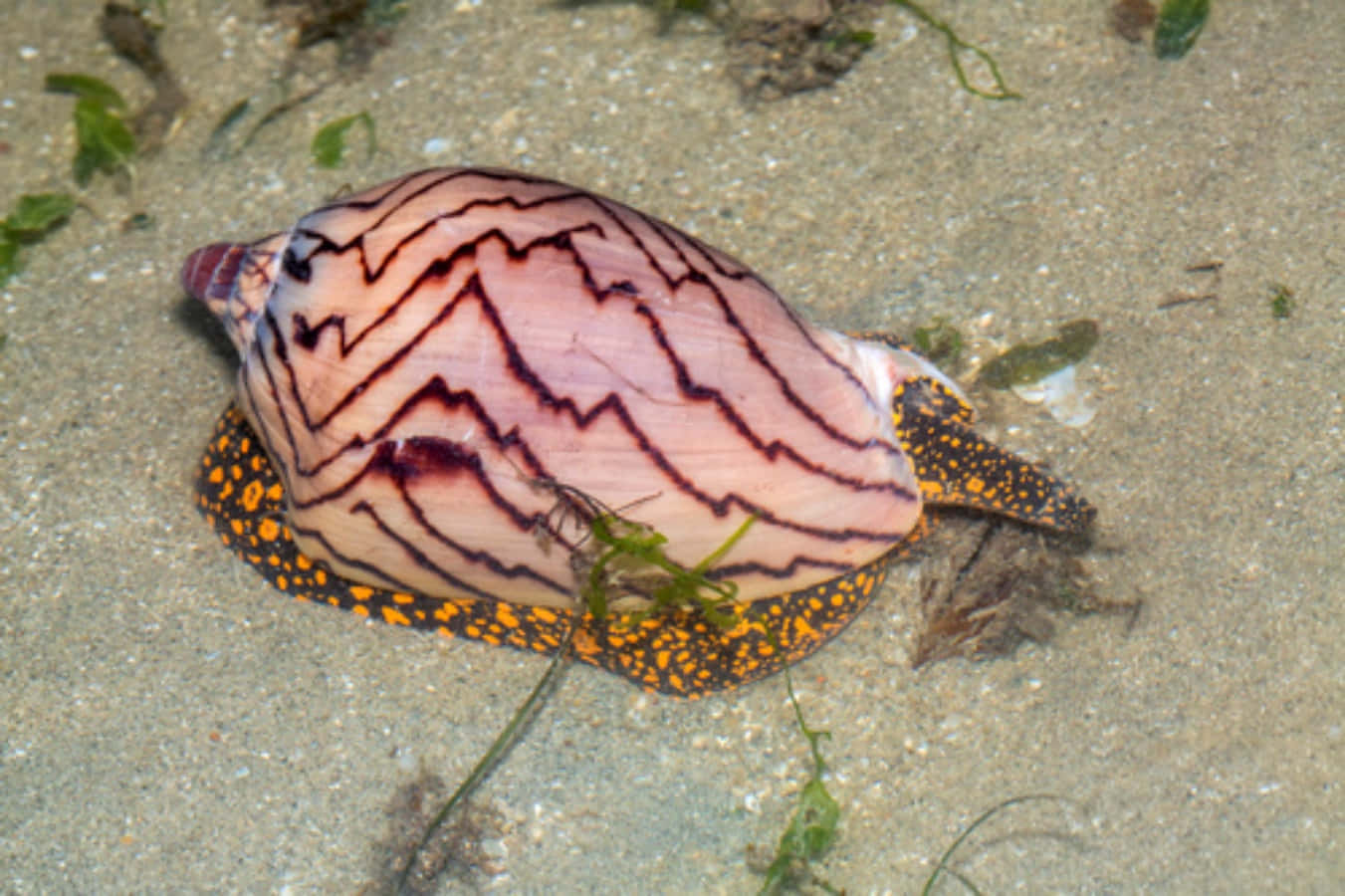 Volute Snail Underwater Wallpaper