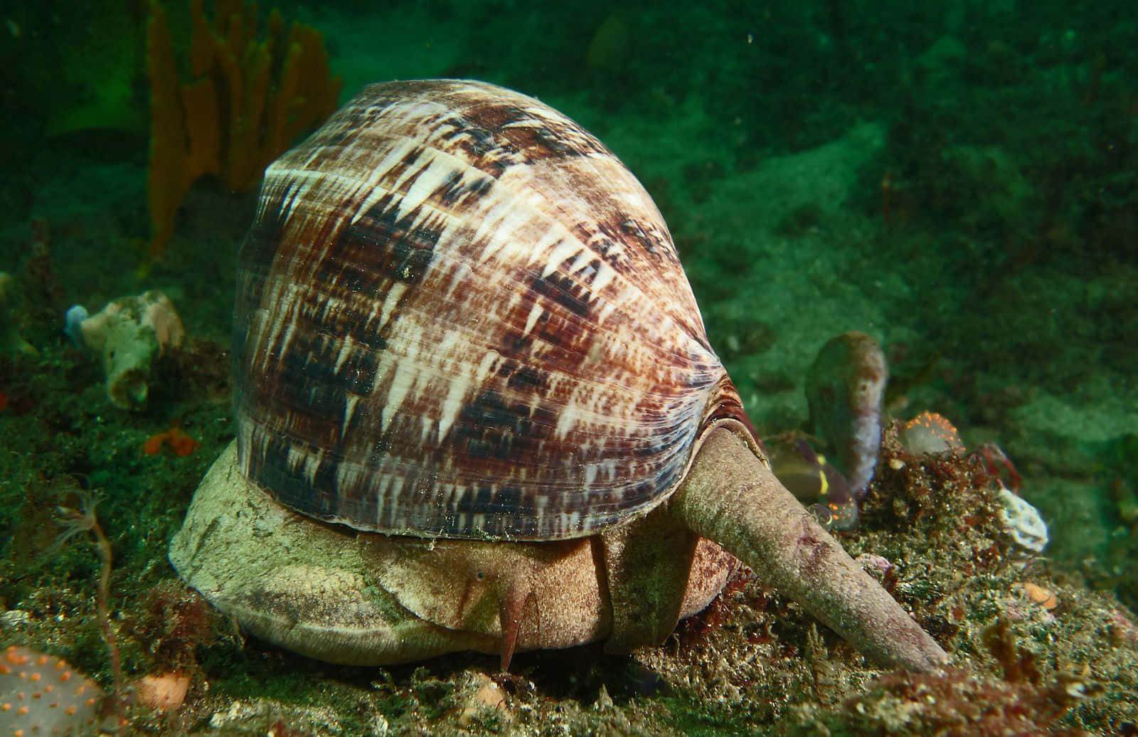 Volute Snail Underwater Scene Wallpaper