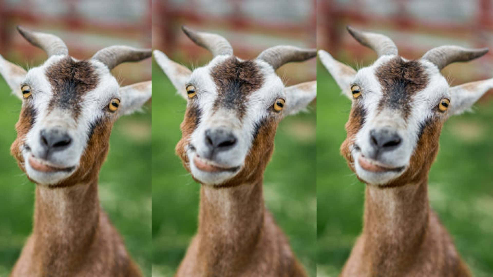 Vrolijke Geit Geniet Van Zijn Dag In Het Open Veld Achtergrond