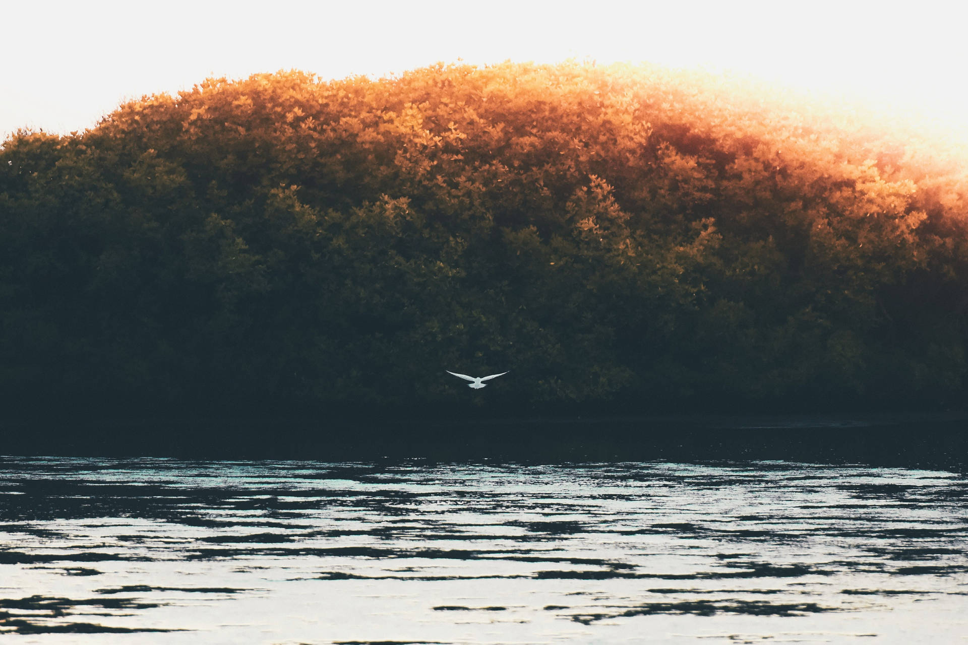 Vsco Bird, Lake, And Trees Wallpaper