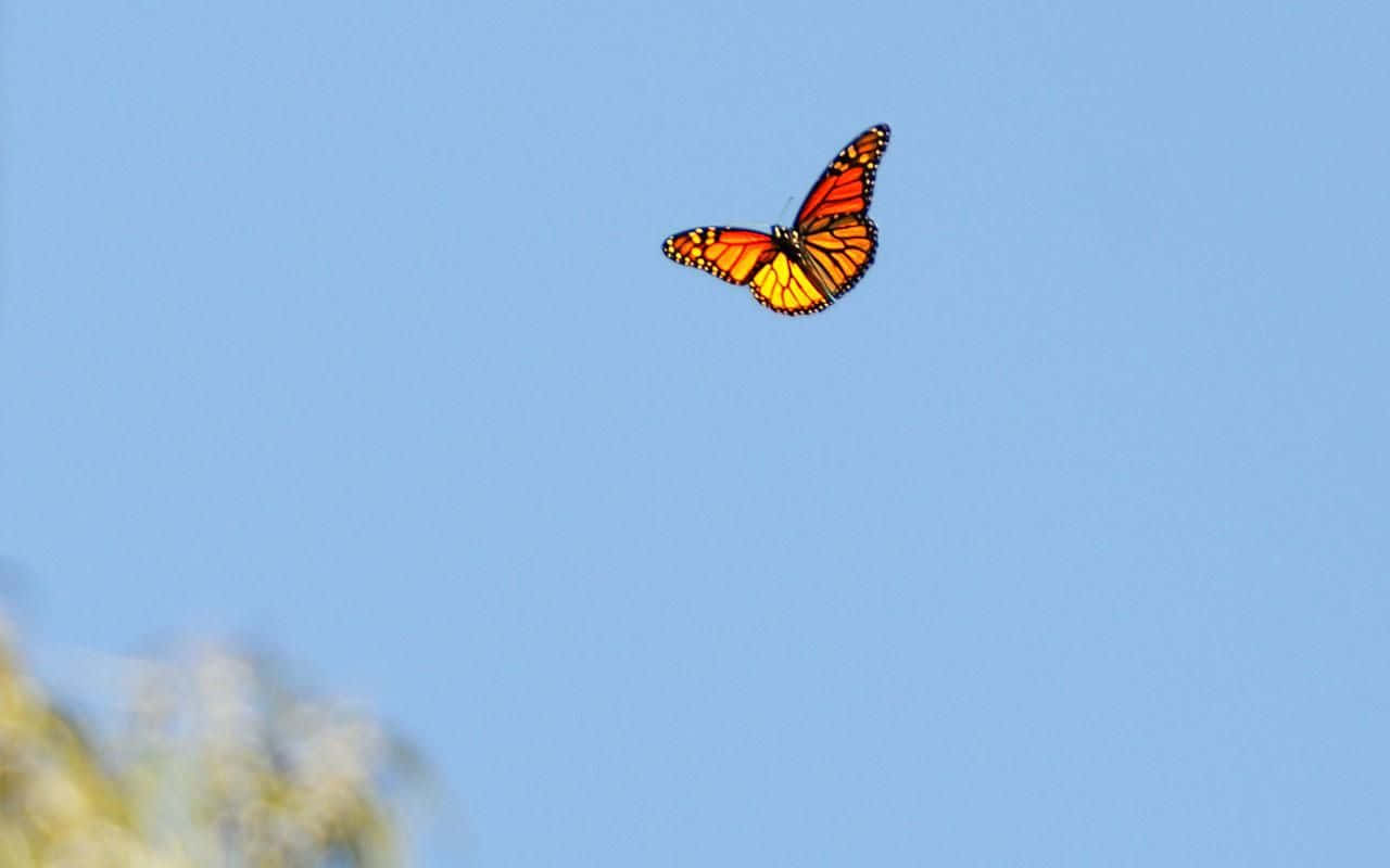 VSCO Butterfly In Blue Sky Wallpaper