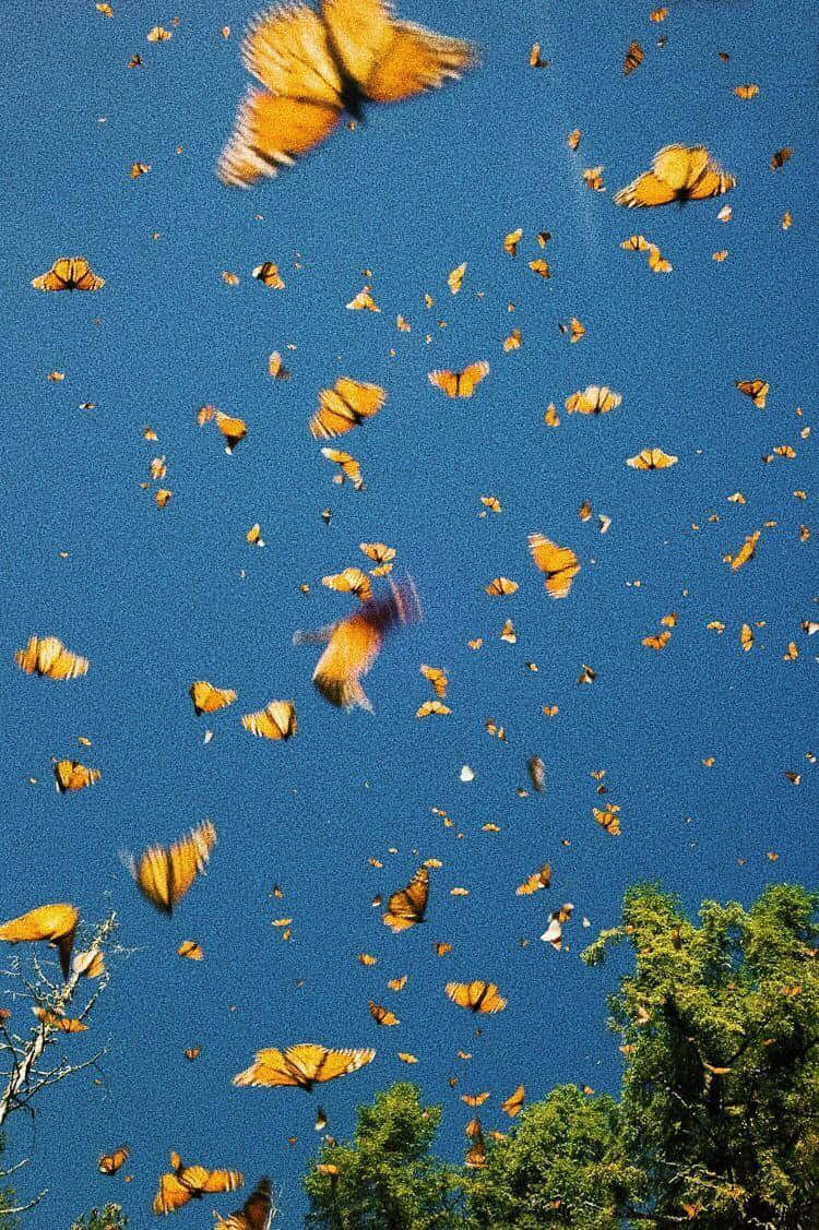 VSCO Butterflies In The Sky Wallpaper
