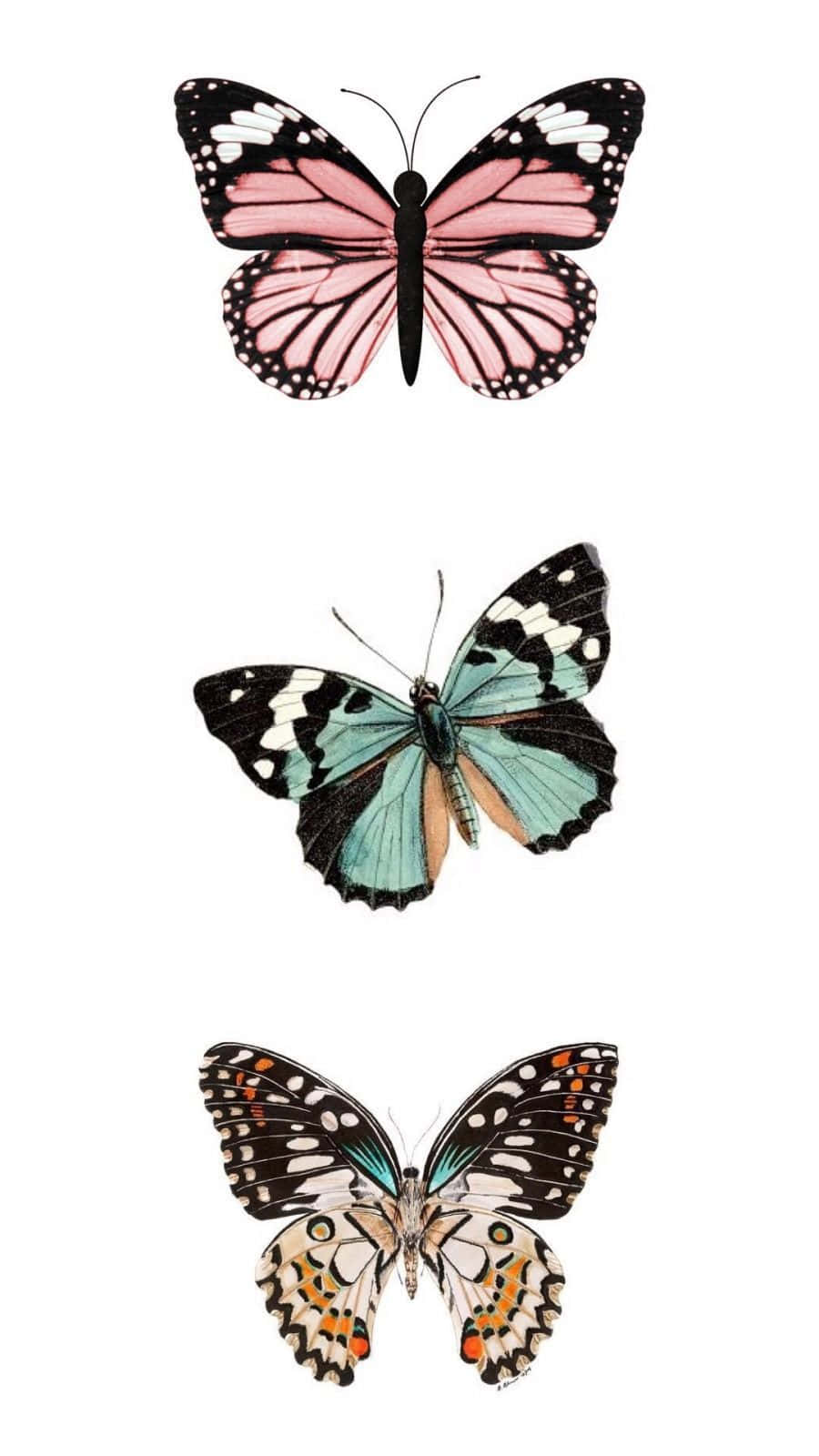 VSCO Butterflies In Three Colors Wallpaper