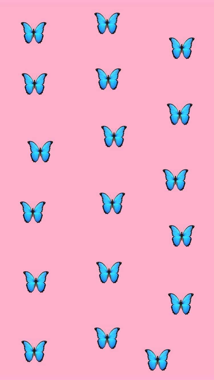 Download Vsco Butterfly Wallpaper 