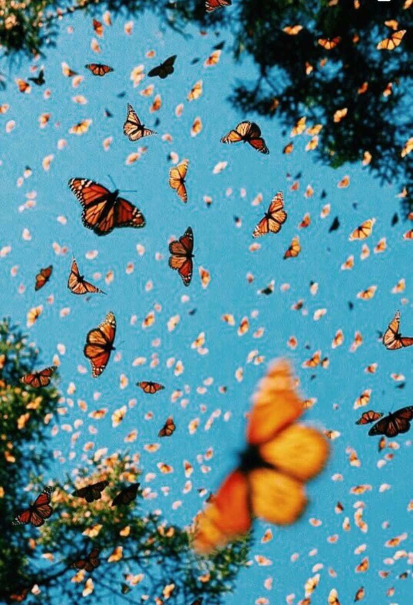 A Large Group Of Monarch Butterflies Flying In The Sky Wallpaper