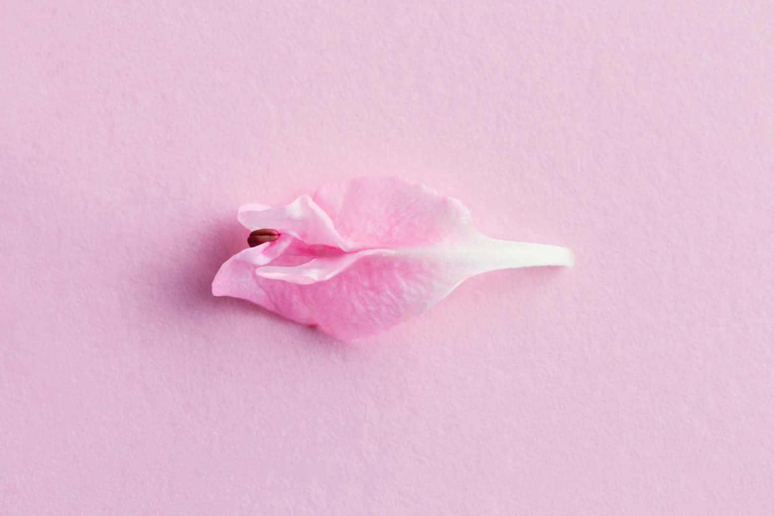 Vulnerable Pink Flower Wallpaper