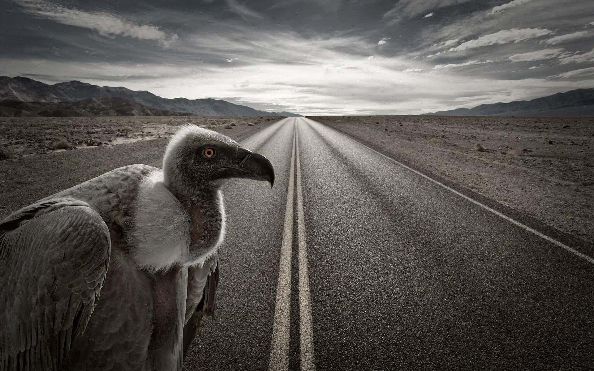 Vulture Standing On Desert Road Wallpaper