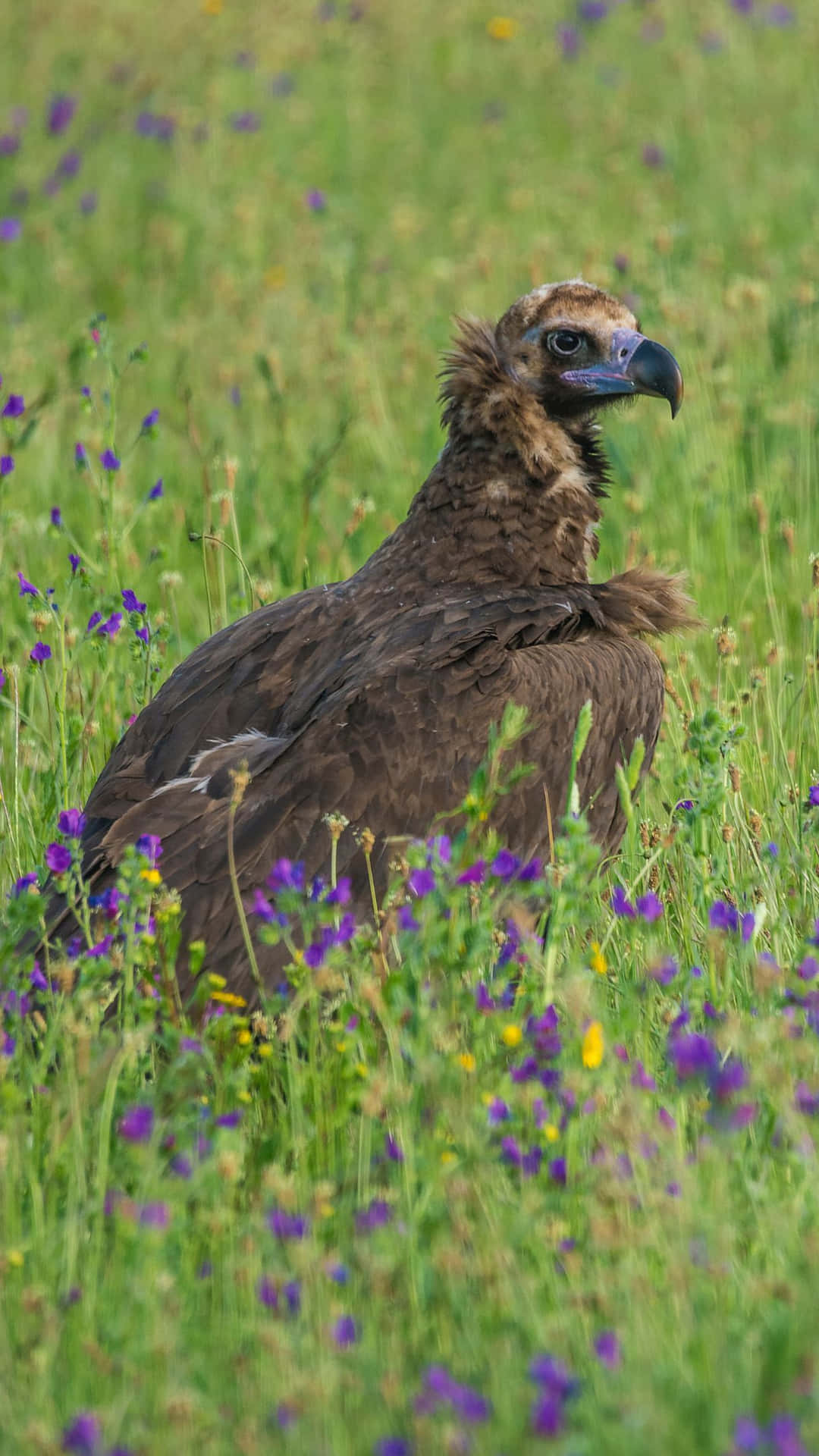 Vulture Villikukkakentällä Taustakuva