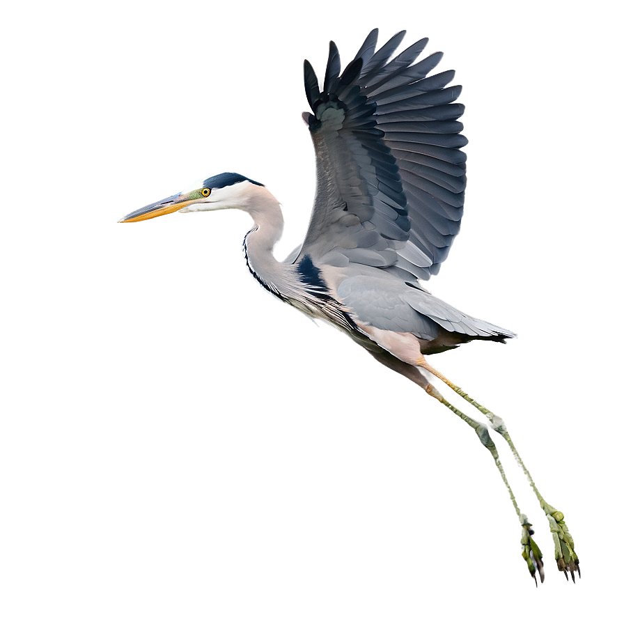 Wading Heron Flight Png Pfh PNG