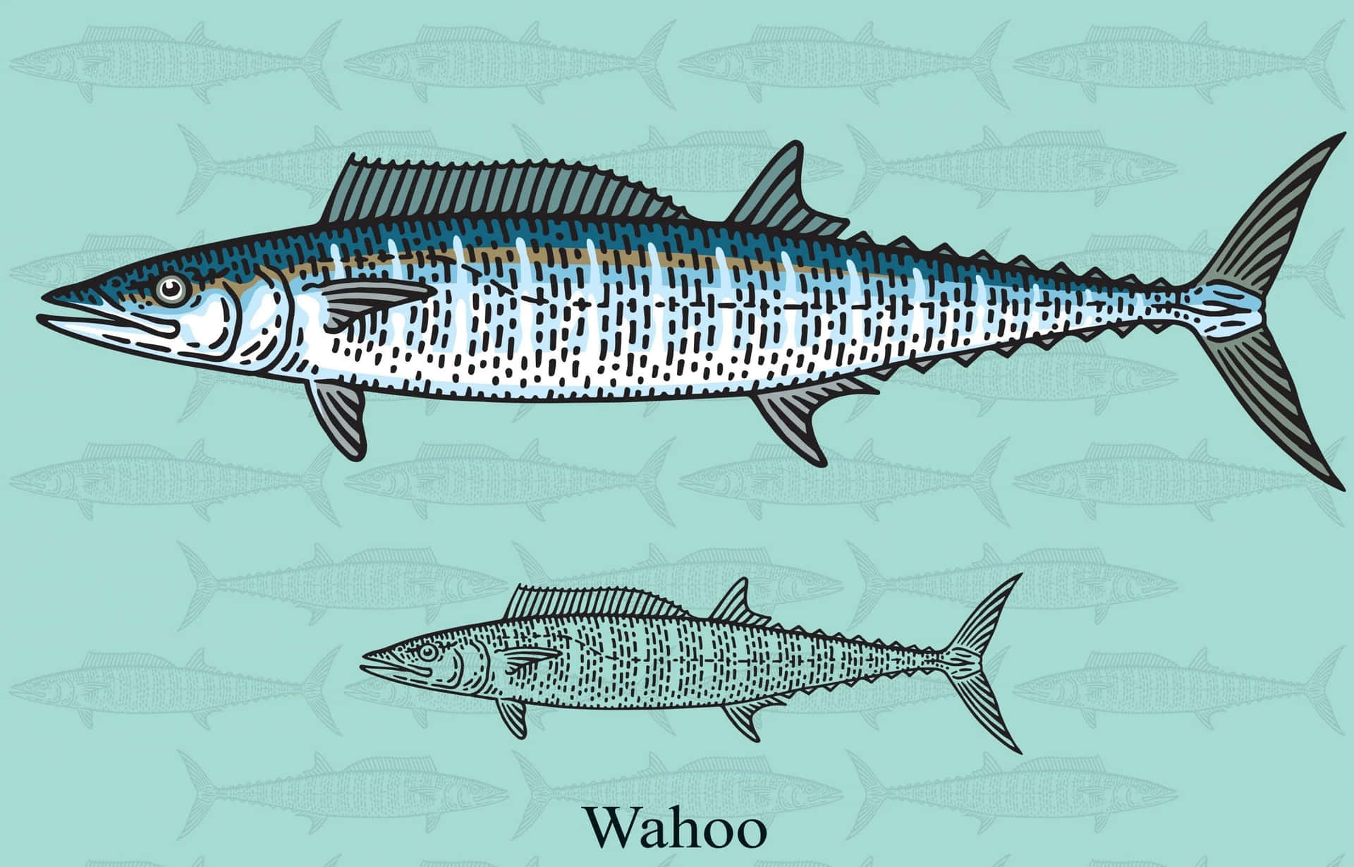 Wahoo Fish Illustration Wallpaper
