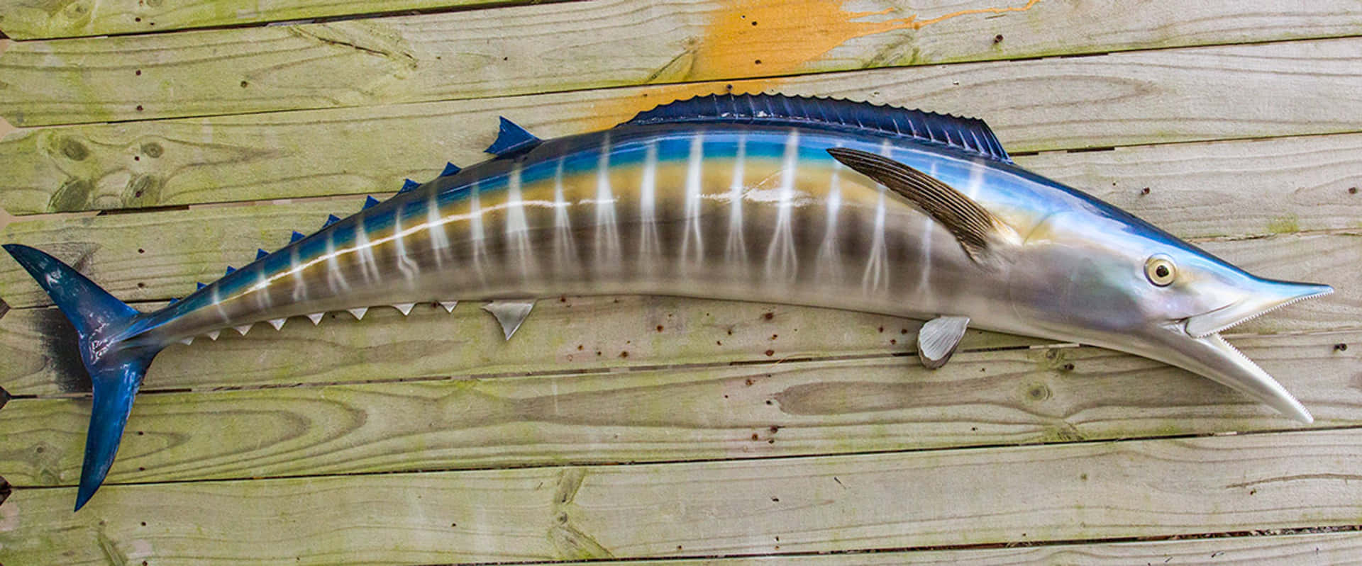 Wahoo Fish On Wooden Deck Wallpaper