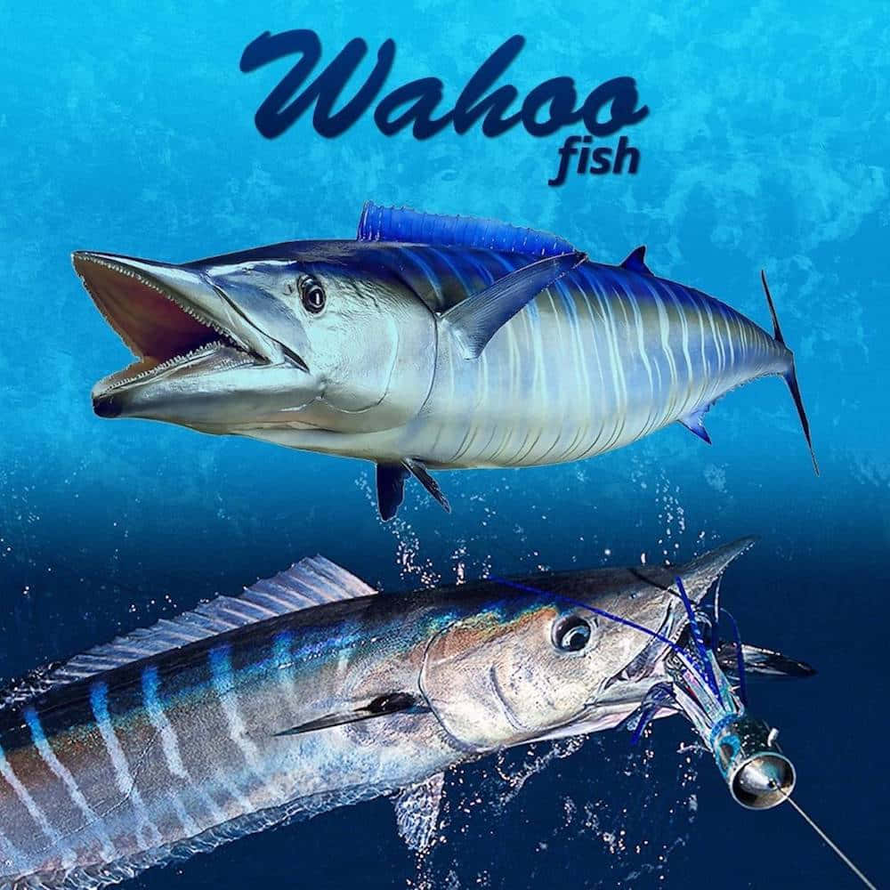 Wahoo Fish Underwater Wallpaper