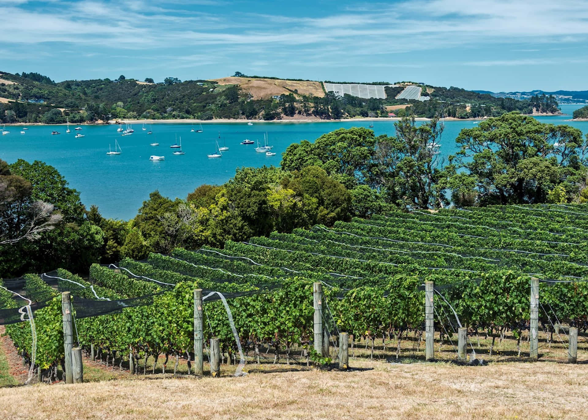 Waiheke Island Vineyardand Sea View Wallpaper