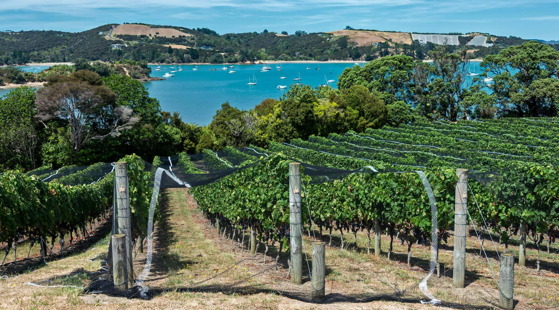 Waiheke Island Vineyardwith Sea View Wallpaper