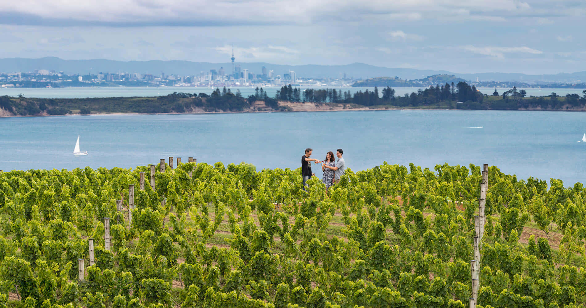 Waiheke Vingård Med Auckland Skyline Bakgrunnsbildet