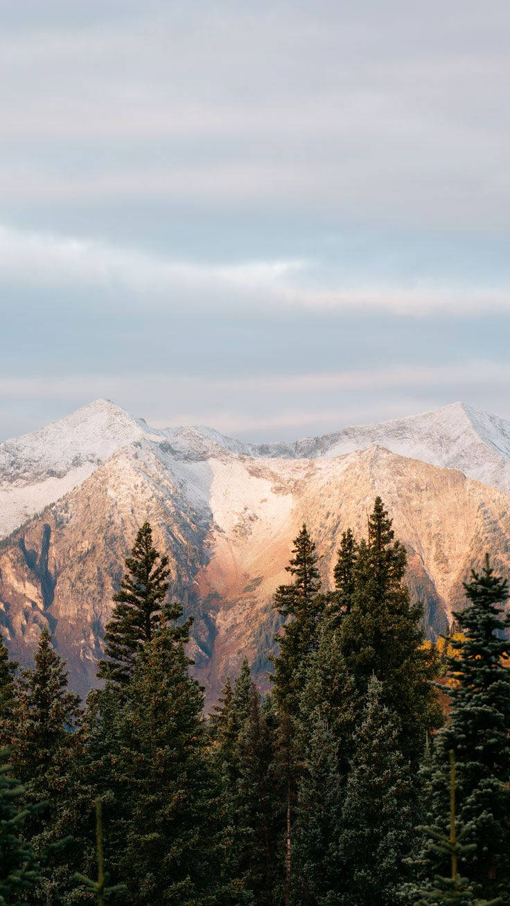 An Epic Mountain View Wallpaper — Snow capped mountain peaks glow with warm sunset light behind a dense forest of evergreen trees.