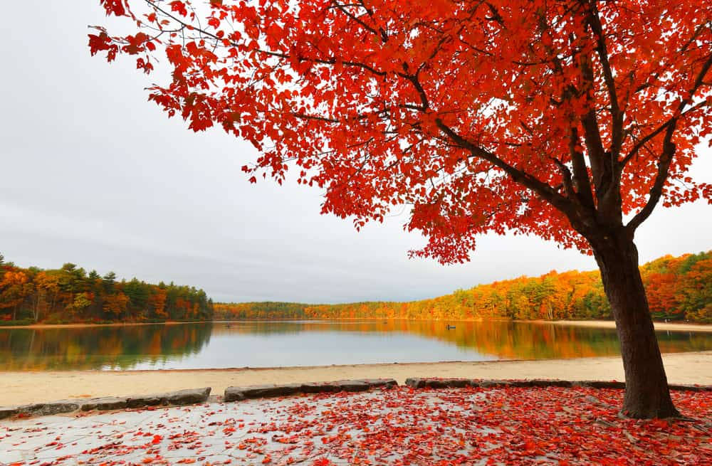 Walden Pond Concord Massachusetts