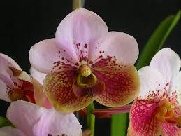Walingwaling Orchid Variety Wallpaper