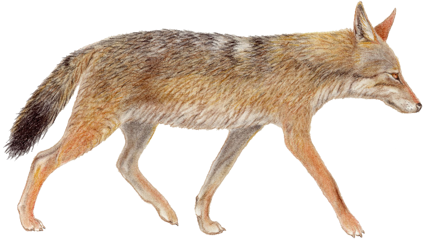 Walking Coyote Illustration PNG