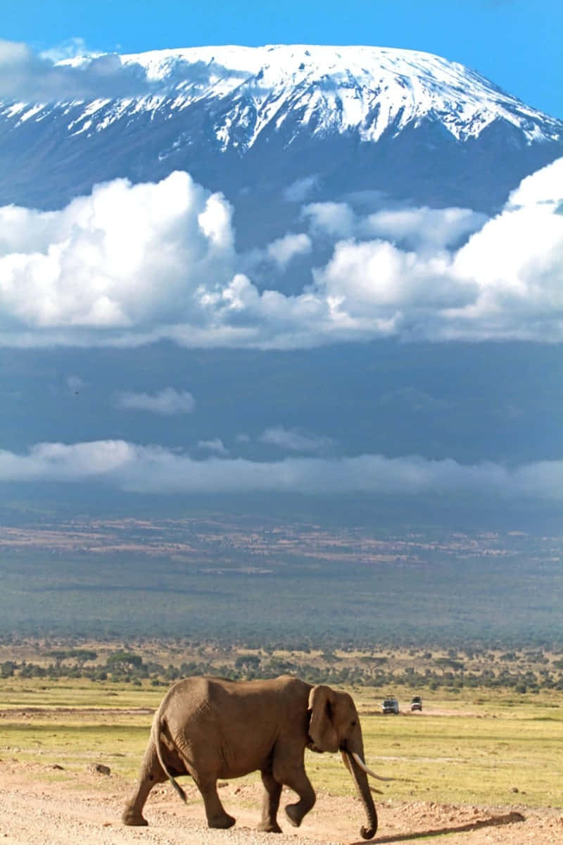 Elefantecaminando En El Monte Kilimanjaro Fondo de pantalla