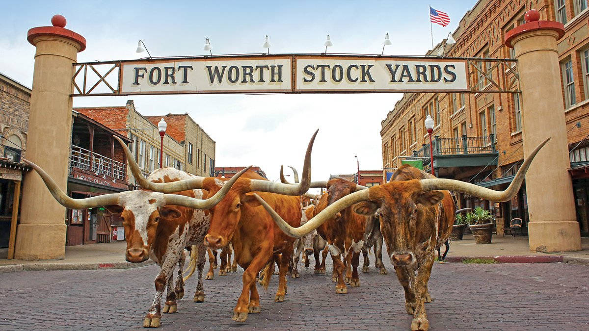 Walking Herd Cattle In Fort Worth Wallpaper