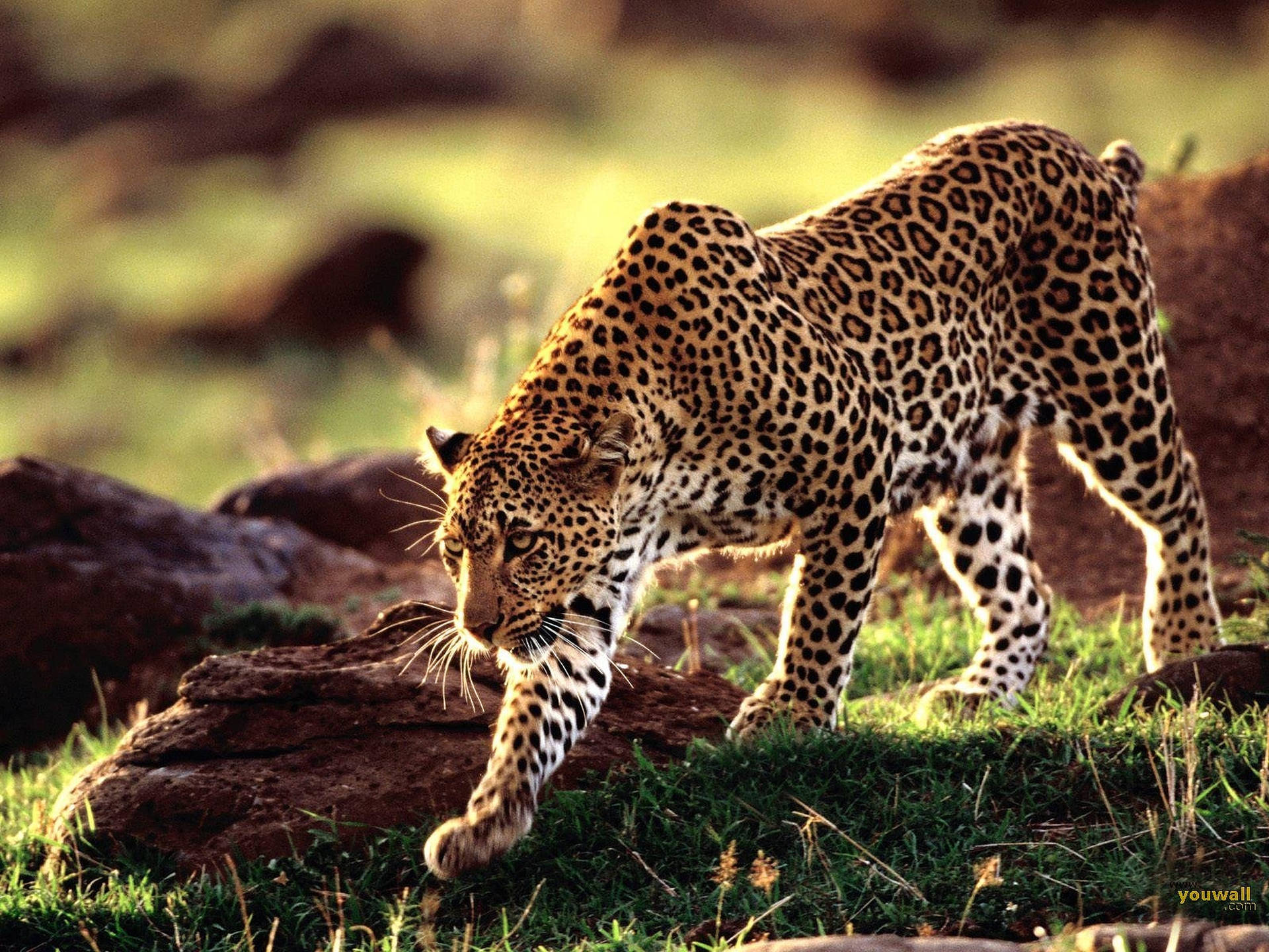 Walking Leopard Wild Animal Wallpaper