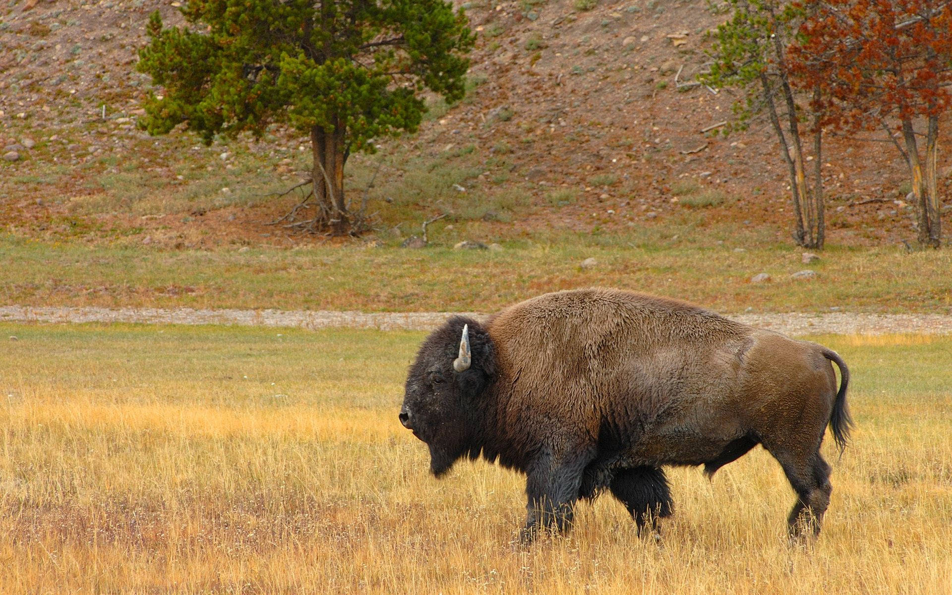 Walking Odd-looking Buffalo