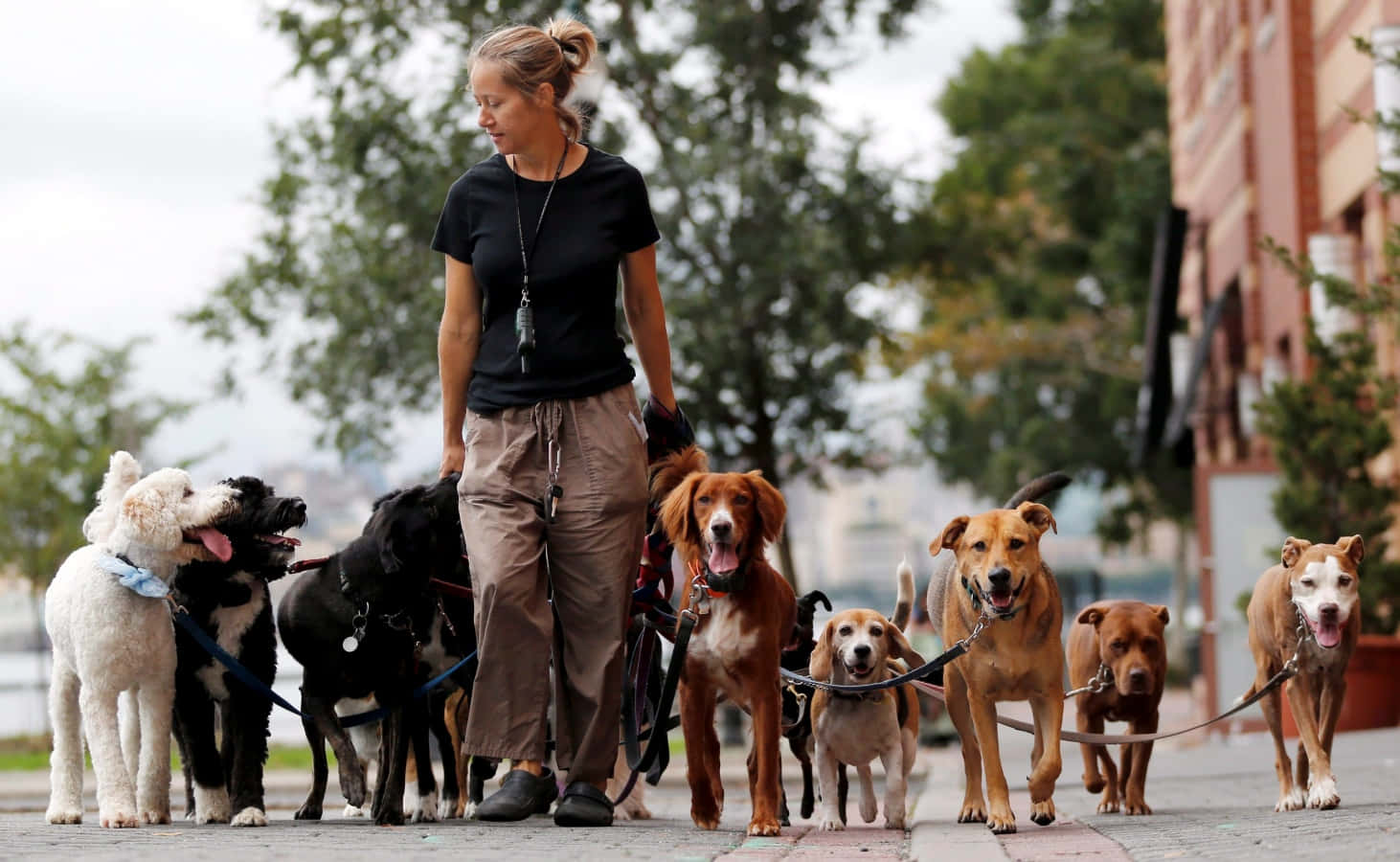 A Woman Walking A Group Of Dogs On A Sidewalk