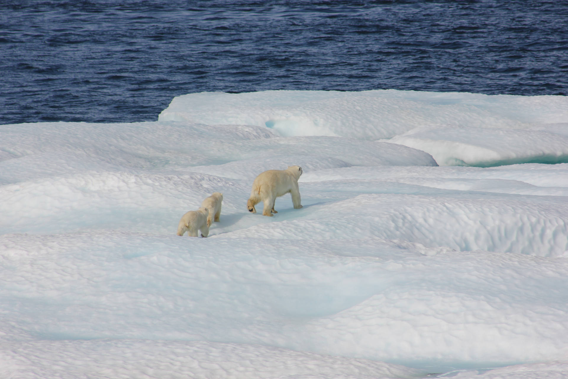 Walking Polar Bear With Cubs