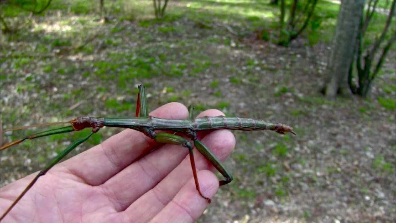 Walkingstick Insect Camouflage Wallpaper